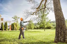 Professional Tree Care  in Hereford, TX